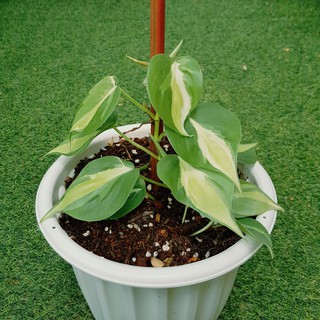ภาพหน้าปกสินค้าPhilodendron Cream Splash \"Brazil Tricolor\" พลูบราซิล​ 3 สี ที่เกี่ยวข้อง