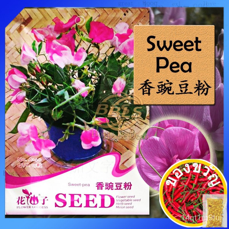 a140-sweet-pea-flower-goddess-vegetable-flower-fruit-herb-seedแอปเปิ้ล-ผักชี-พาสต้า-แม่และเด็ก-กุหลาบ-กางเกง-กระโปรง-บ้า
