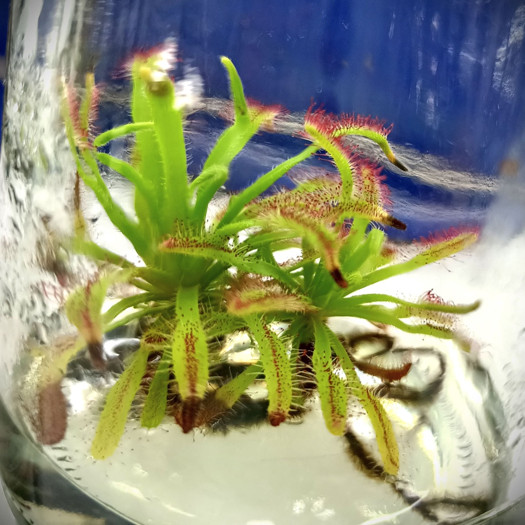 หยาดน้ำค้าง-drosera-capiensis-ไม้เพาะเนื้อเยื่อ