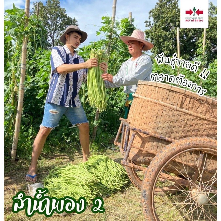 ขายส่ง154-เมล็ดพันธุ์ถั่วฝักยาว-กระป๋อง-100g-yard-long-bean-seeds-ลำน้ำพอง-ลำน้ำชี-เมล็ดพันธุ์ผัก-ตราศรแดง-ลำน้ำพอง2