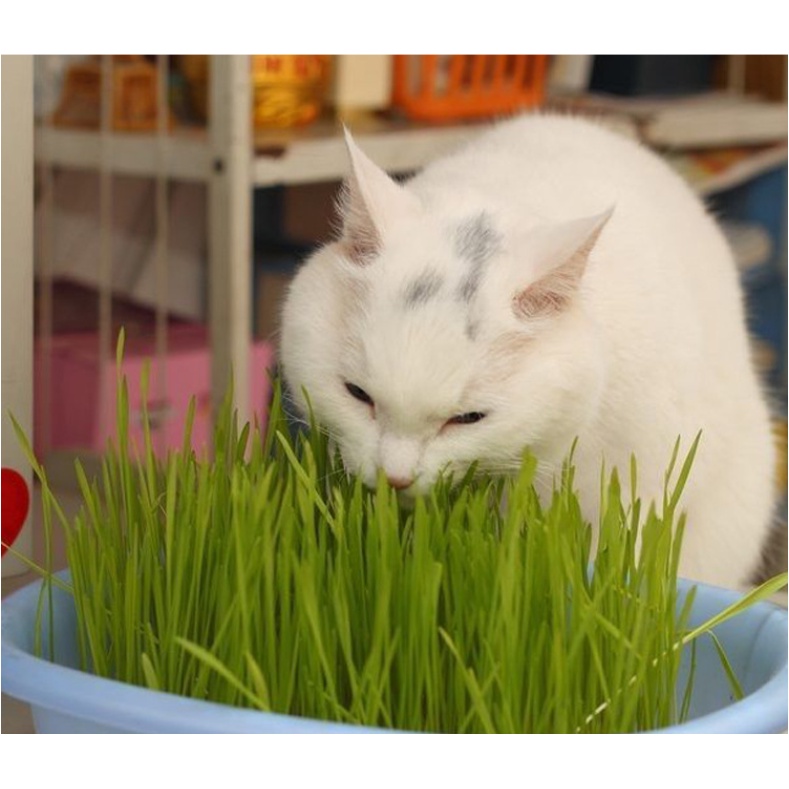 ภาพหน้าปกสินค้าหญ้าแมว ชุดหญ้าแมว ชุดปลูกข้าวสาลี ครบชุด พร้อมส่ง จากร้าน audy_300 บน Shopee