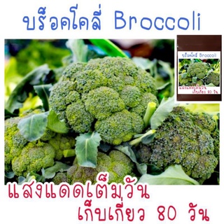 50 เมล็ด เมล็ด​พันธุ์​ บล็อคโ​คลี่​ Broccoli