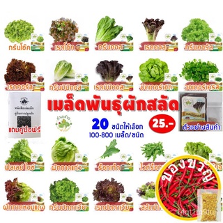 {{ส่งKerry}}[10แถม1 มีคู่มือ] เมล็ดพันธุ์ เรดคอส Red cos ประมาณ 200 เมล็ด (0.2กรัม) เมล็ดพันธุ์ ผักสลัด ทำมะชาดฟาร์มMari