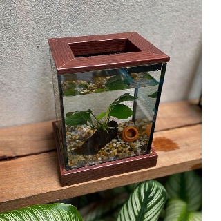 Betta Corner Set ตู้ปลาขนาด 4*5*6 “ ฐานสีมอคค่า พร้อมของตกแต่งในตู้ หิน ต้นไม้ผูกขอน + โอ่งจิ้ว