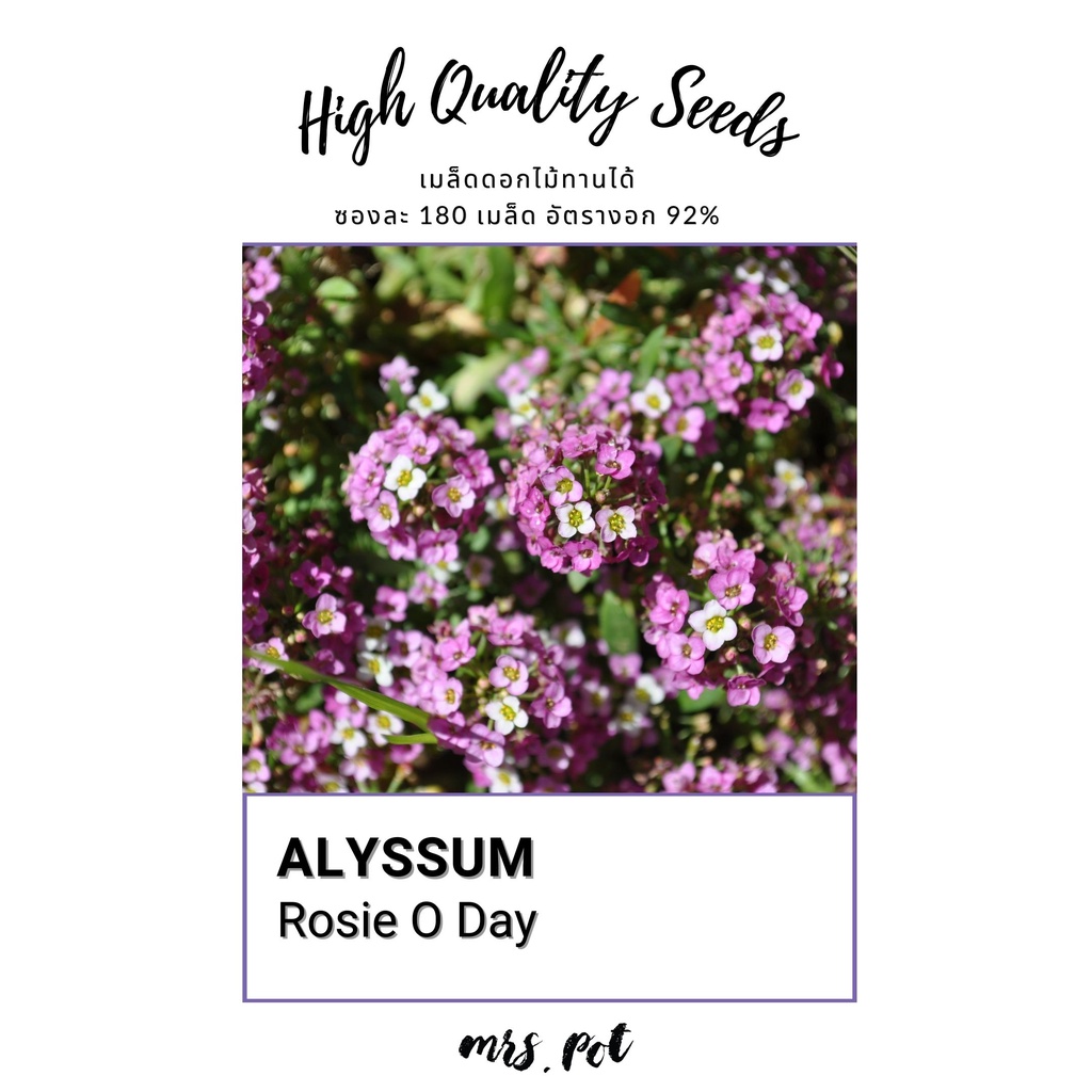 เมล็ดดอกไม้กินได้-rosie-o-day-alyssum