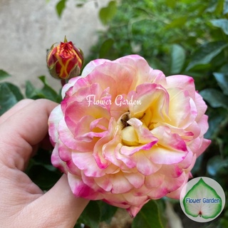 Flower Garden F502 กุหลาบ Lampion rose (แลมเปี้ยน)  แบบถุง พร้อมส่ง
