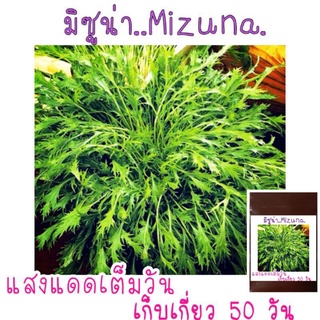 100 เมล็ด เมล็ด​พันธุ์​ มิซู​น่า​ (MIZUNA) มัสตาร์ด​ญี่ปุ่น