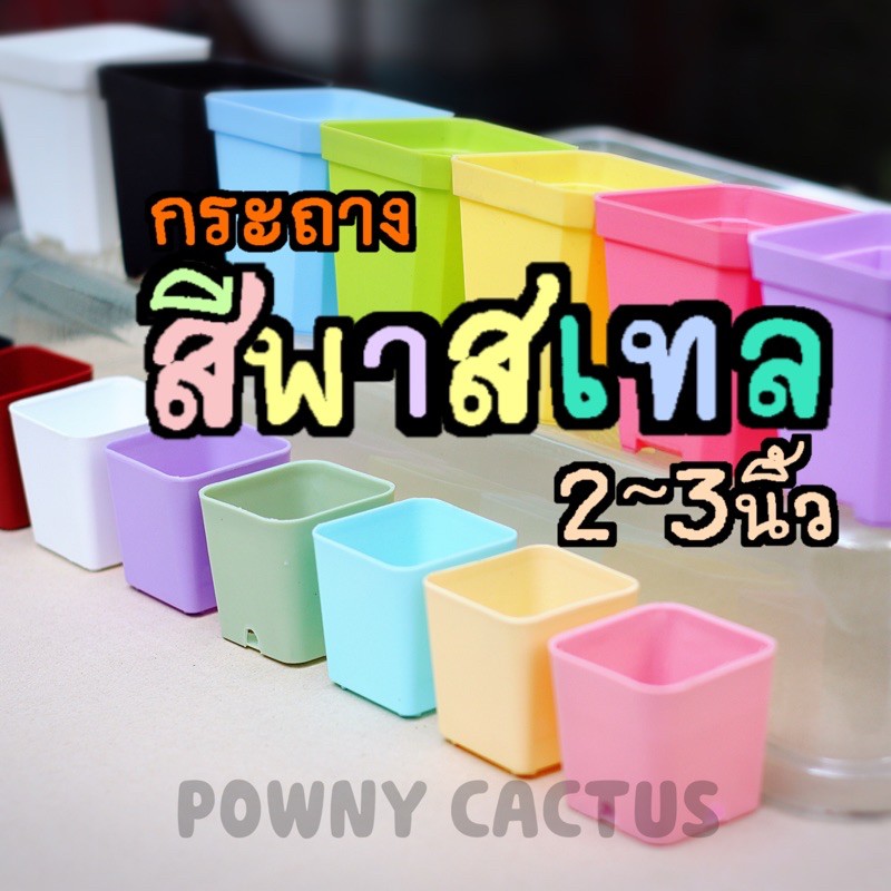 ภาพหน้าปกสินค้าขั้นต่ำ 5 ใบ คละได้ทั้งร้านนะคะ กระถาง 3 นิ้วพลาสติก สีพาสเทล น่ารัก กระถางน่ารัก กระถางพร้อมส่ง กระถางพลาสติก จากร้าน powny_cactus บน Shopee