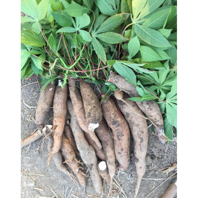 cassava-for-making-fufu-มัน5นาทีสีขาว-5kg