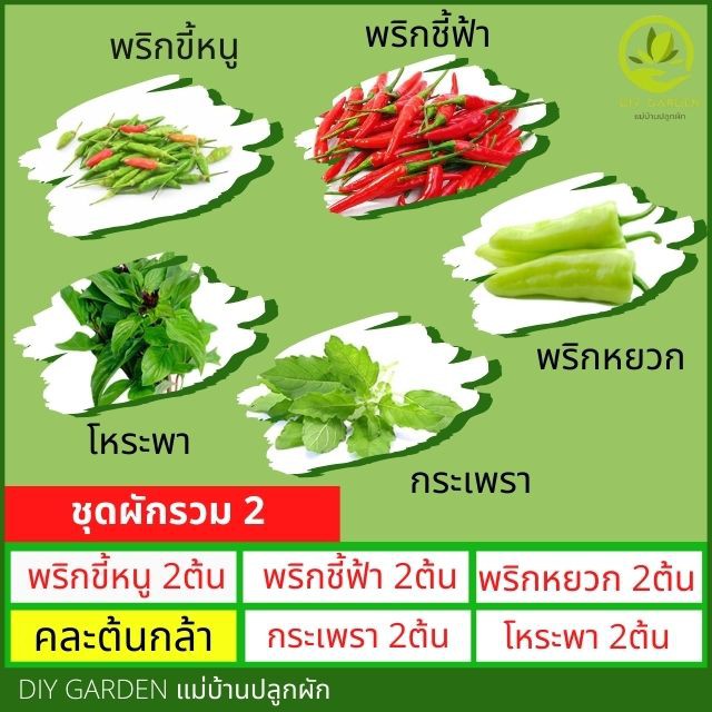 ชุด10แถม1-ต้นกล้าผักรวม-ปลูกผัก-ผักสวนครัว-ต้นกล้า-เมล็ดพันธุ์-เมล็ดพันธุ์ผัก-เมล็ดผัก-พร้อมส่ง-เก็บเงินปลายทาง