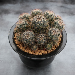实生เซี่ยเพลงเต็มไปด้วยหนามลูกแพร์ชิ้นใหญ่群生ดอก succulents ง่ายเลี้ยงในร่มเดสก์ทอปรังสีกระถางต้นไม้เล็00