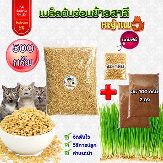 ภาพหน้าปกสินค้าซื้อ 1 ได้แถม 3 ชิ้น เมล็ดข้าวสาลี ขนาด 500 กรัม เกรดนำเข้า หญ้าแมว อัตราการงอกสูง เมล็ดต้นอ่อนข้าวสาลี Aus Wheat ซึ่งคุณอาจชอบสินค้านี้