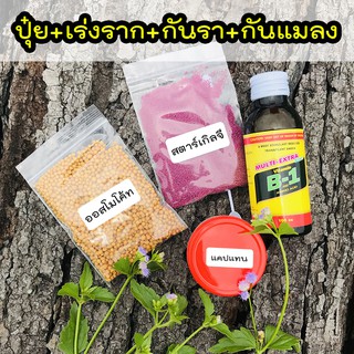 ภาพหน้าปกสินค้าปุ๋ยแคคตัส ปุ๋ยไม้อวบน้ำครบสูตร ปุ๋ยบำรุง เร่งราก กันรา กันแมลง (ออสโมโค้ท +แคปแทน +สตาร์เกิลจี +ฮอร์โมนB1) ที่เกี่ยวข้อง