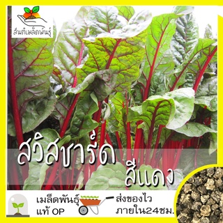 เมล็ดพันธุ์ สวิสชาร์ด สีแดง 100 เมล็ด Ruby Red Swiss Chard Seed เมล็ดพันธุ์แท้ นำเข้าจ50 เมล็ด (ไม่ใช่พืชที่มีชีวิต)