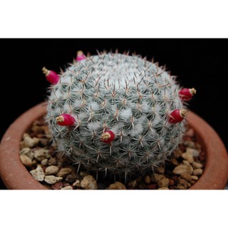 Mammillaria albata v. sanciro Rog 112 (5 เมล็ด)