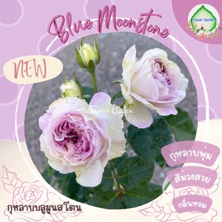 Flower Garden F437 กุหลาบ บลูมูนสโตน Blue moon stone (ติดดอก) กุหลาบญี่ปุ่น กลิ่นหอม