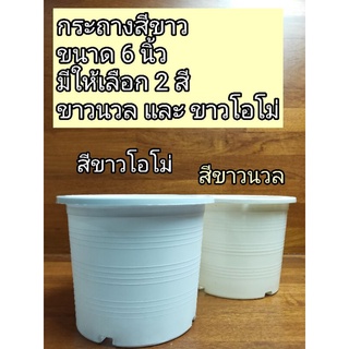 ภาพหน้าปกสินค้าW06💯กระถางพลาสติกสีขาว 6นิ้ว ❌ขนาดตามจริง 6นิ้ว❌ 👉มีให้เลือก 2สี สีขาวโอโม่/สีขาวนวล  📍ถูกมาก‼️ ซึ่งคุณอาจชอบสินค้านี้