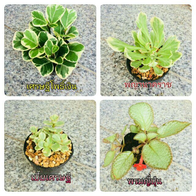 ddplants-ต้นไม้จิ๋ว-ต้นไม้มงคล-1เซต-12-ต้น-ราคาถูก