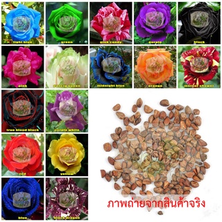 (50 เมล็ด) *ส่งฟรี* เม็ลดพันธุ์ กุหลาบ ดอกสีดำ สีขาว สีแดง สีเหลือง ดอกกุหลาบ ดอกไม้ ไม้ดอก ไม้ประดับ ไม้สวยงาม