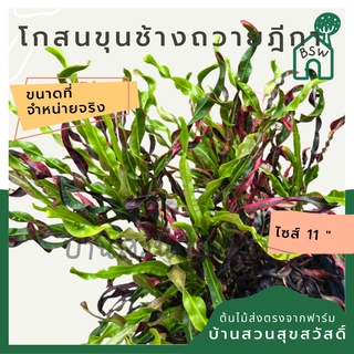 โกสน ขุนช้างถวายฎีกา ส่งพร้อมกระถาง 11 นิ้ว