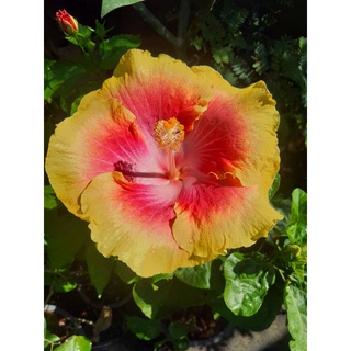 Hibiscus hybrid ชบาฮาวาย ดอกใหญ่ (ถ้วยทอง) สูง 60-70 ซม ในกระถาง10นิ้ว