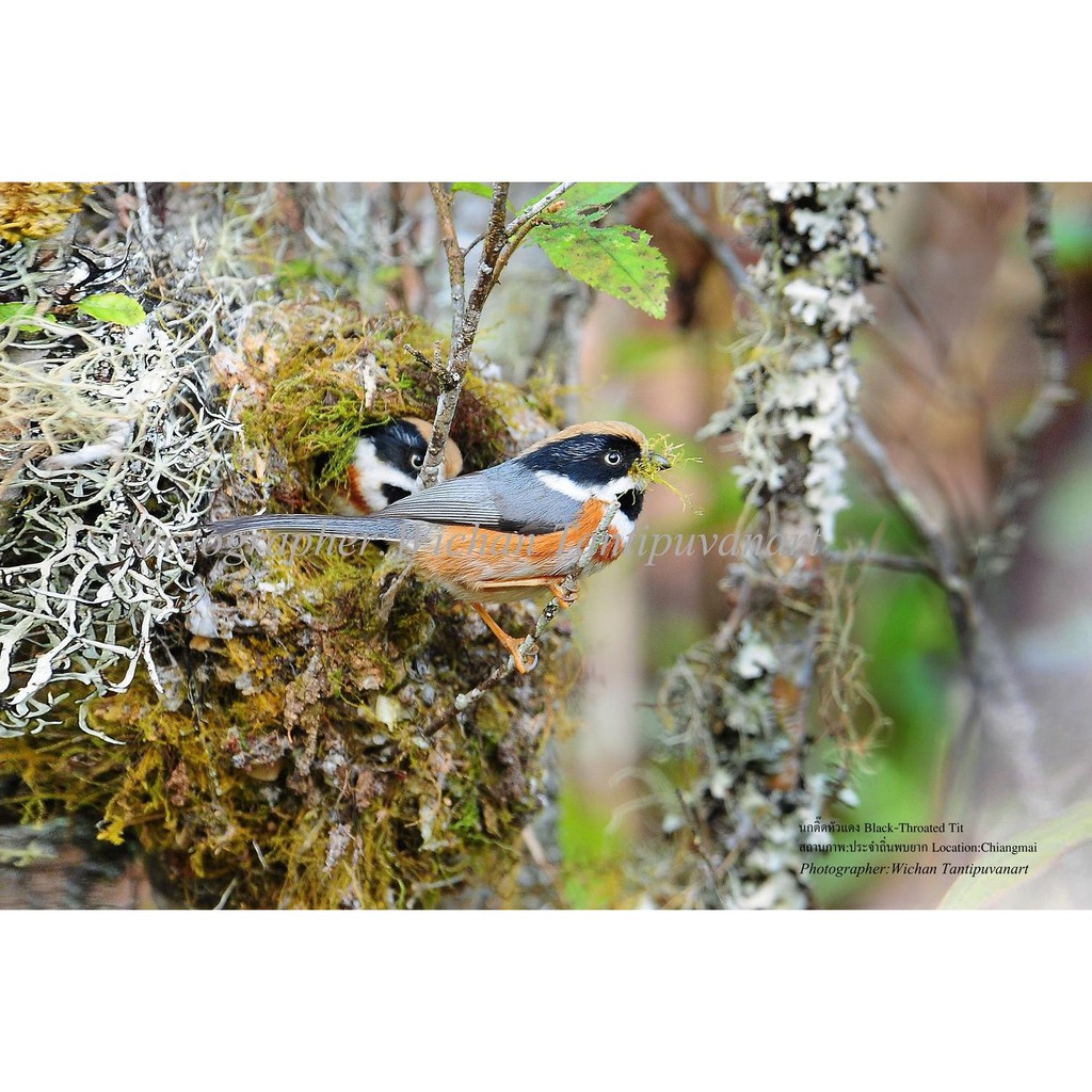 ภาพถ่ายนกนกติ๊ดหัวแดง-black-throated-tit-ขนาด12x18นิ้ว-เฉพาะภาพไม่มีกรอบ