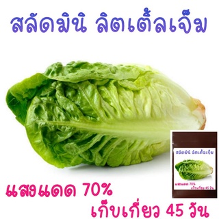 100 เมล็ด สลัดมินิ ลิตเติ้ลเจ็ม Little Gem Lettuce