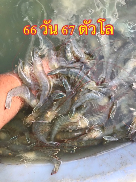 อาหารเสริมกุ้ง-beta-sac-plus-เบต้าแซคพลัส-ยีสต์-อาหารเสริมโปรตีน-ชนิดผง-1-ซอง-1-กิโล-กุ้งโตไว-ป้องกันโรคขี้ขาว-กุ้งขาว