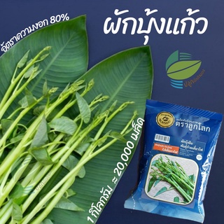 เมล็ดผักบุ้งแก้ว  ผักบุ้งแก้ว 20,000 เมล็ด (1 kg) ต้นอ่อนผักบุ้ง