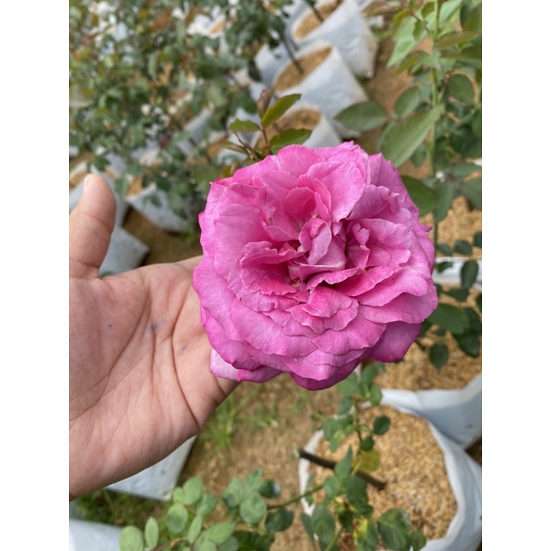 กุหลาบตัดดอกjouvencelle-rose-สีชมพูหอมดอกใหญ่มาก