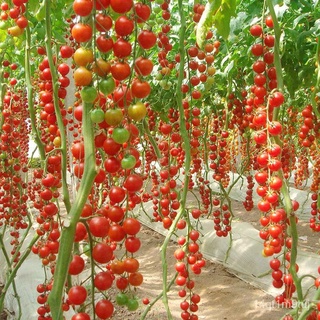 [จัดส่งที่รวดเร็ว] ที่มีคุณภาพสูงเมล็ดมะเขือเทศเชอร์รี่ (200เมล็ด) เมล็ดพันธุ์ผลไม้เมล็ดพันธุ์ดอกไม้ในร่มกลางแจ้งต้นบอนไ