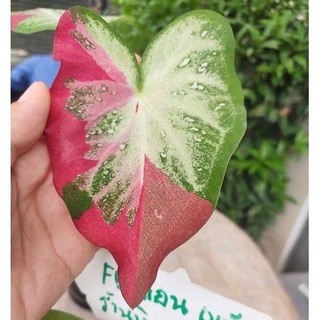 ต้นบอนสี ชายชล บอนด่าง ป้ายแดง สวยๆ แข็งแรงพร้อมย้ายบ้าน เลือกต้นได้บอนสี Caladium