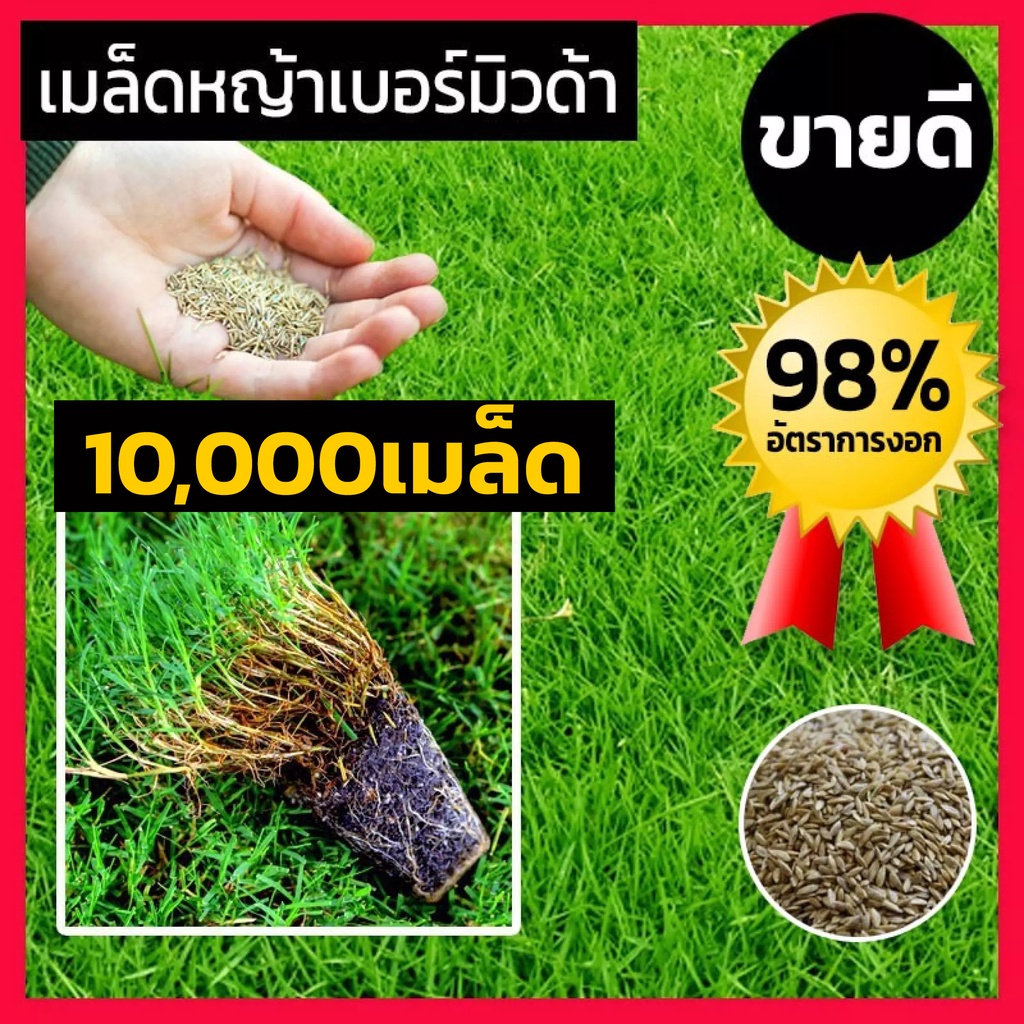 10000-เมล็ดพันธุ์-เมล็ดหญ้าเบอร์มิวด้า-เมล็ด-หญ้าเบอร์มิวด้า-หญ้าเมอบิวด้า-bermuda-grass-seed-หญ้าสนามกอล์ฟ-และ-หญ้าสวน