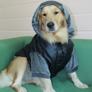 Pet cloths -Doggydolly เสื้อผ้าหมาใหญ่ Bigdog หมาใหญ่ เสื้อโค้ท  winter เสื้อหนาว 11-45โล - BD484