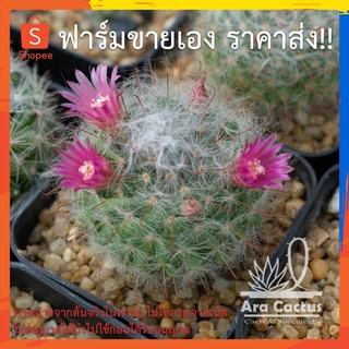 สวนขายเอง! แมมขนแมว ลูกแมว Mammillaria bosacana ไซส์กระถาง 2 นิ้ว แคคตัส แคนตัส กระบองเพชร ตะบองเพชร ต้นไม้ประดับ อวบน้ำ