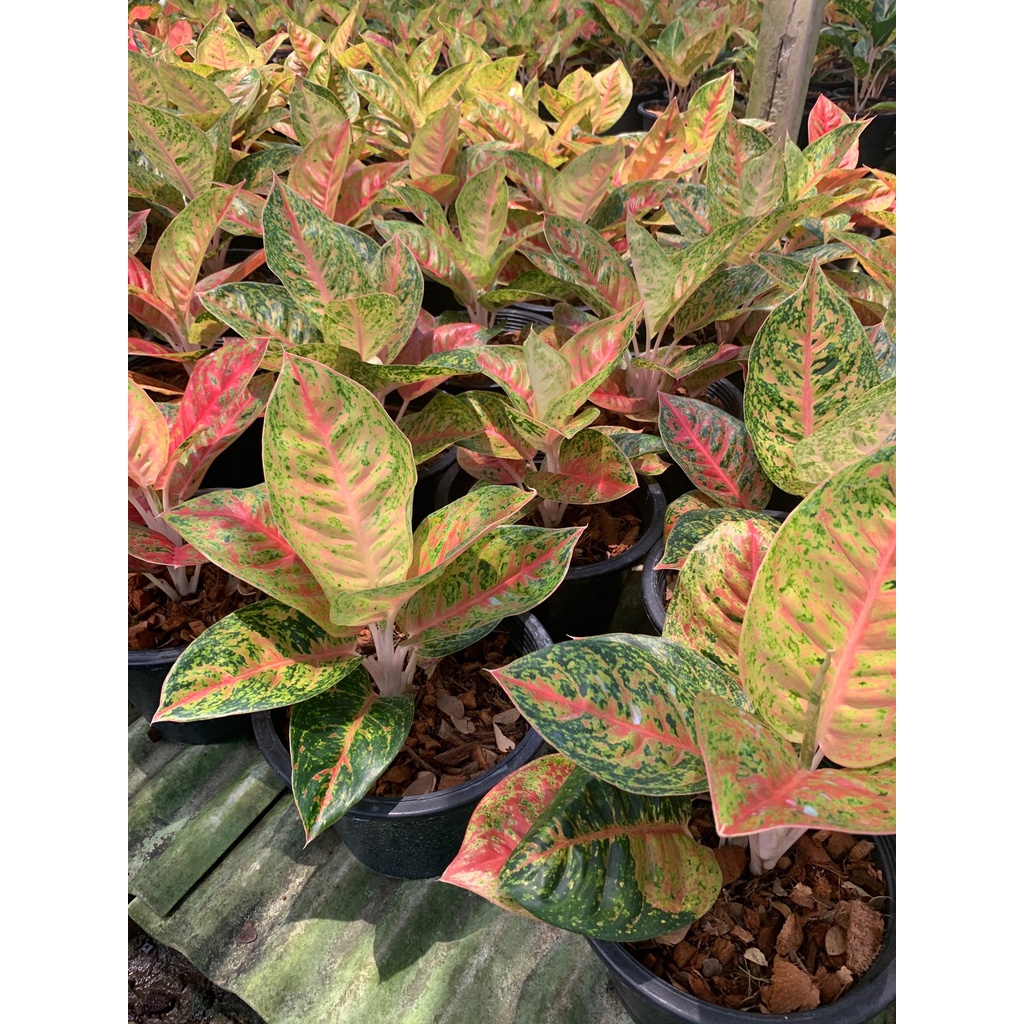 ต้นมหาเศรษฐี-ตระกูลแก้ว-กาญจนาหรืออโกลนีมา-aglaonema-อโกลนีมา-มหาเศรษฐี-aglaonema