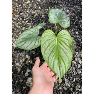 Philodendron Mamei  Silver cloud