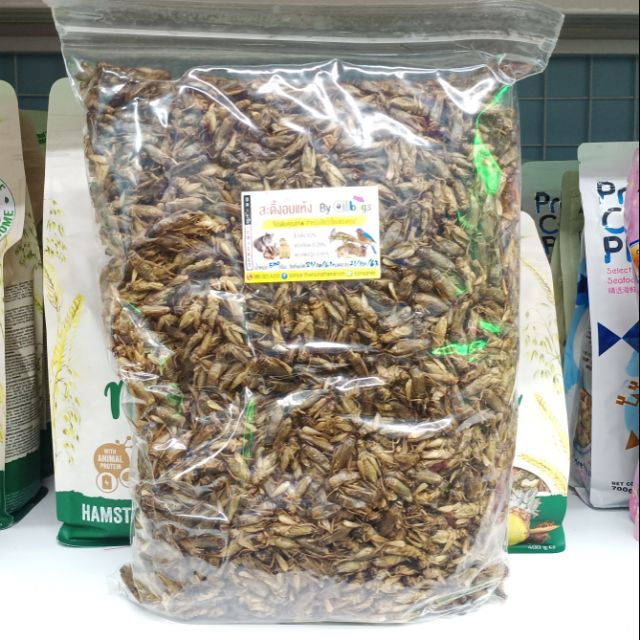 สะดิ้ง-จิ้งหรีด-อบแห้งขนาด-500g-สำหรับสัตว์เลี้ยง