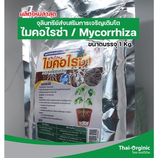 ภาพขนาดย่อของภาพหน้าปกสินค้าไมคอไรซ่า 1 กิโลกรัม ไมคอร์ไรซ่า Mycorrhiza มั่นใจ100% สินค้าล็อตใหม่ล่าสุด ซื้อกับนักวิจัยและผู้ผลิตโดยตรง จากร้าน thaiorginic บน Shopee