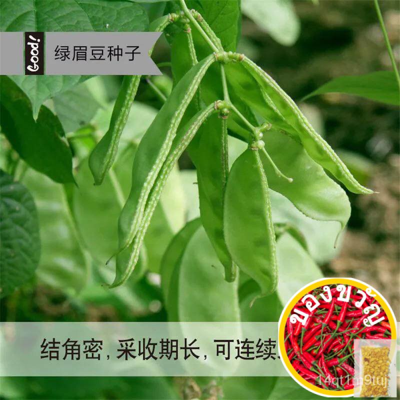 benih-lentil-hijau-10เมล็ด-สีเขียว-เมล็ด-สีเขียว-eyebrow-bean-seedsed-เมล็ด-opjp