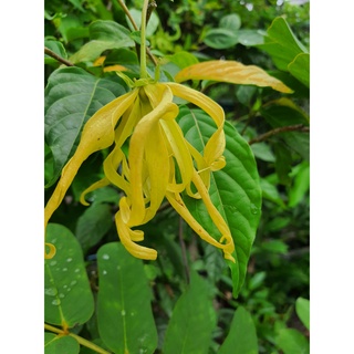 ต้นกระดังงา Ylang-Ylang ไม้มงคล เสริมชื่อเสียงโด่งดังสูง60ซม.ขึ้นจัดส่งพร้อมกระถาง10นิ้ว  ต้นกระดังงา เป็นต้นไม้มงคล