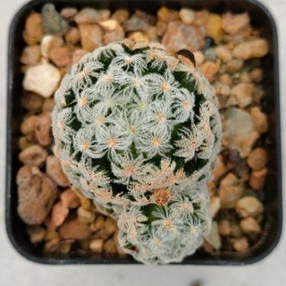 Cake Cactus Farm กระบองเพชร Mammillaria duwei innermis แมมดูไว ไร้หนาม