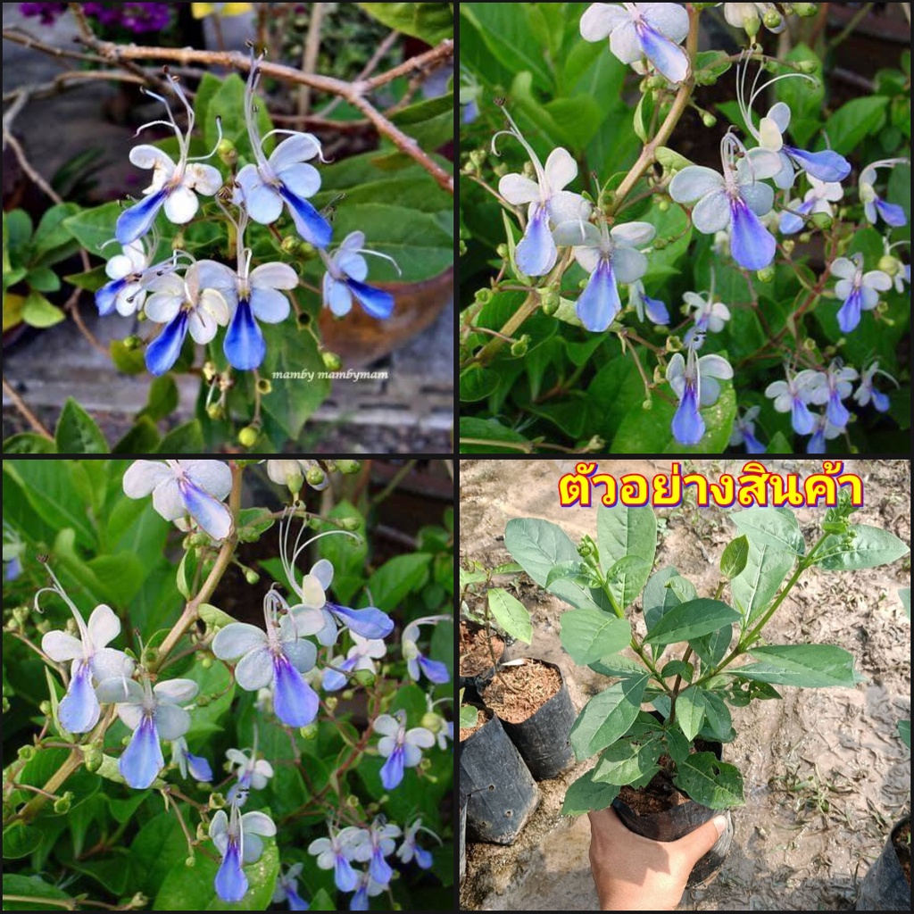 1ต้น-ต้น-batterfly-blue-ต้นผีเสื้อ-แสนสวย-happy