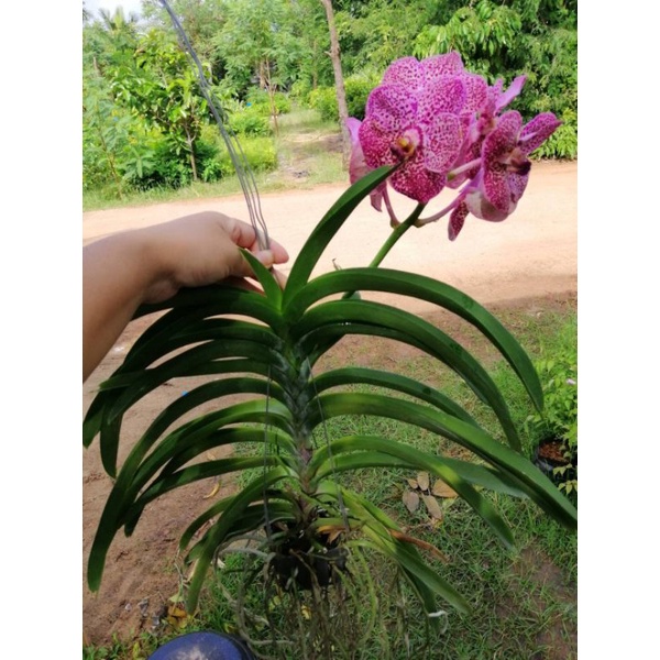 กล้วยไม้-แวนด้า-vanda