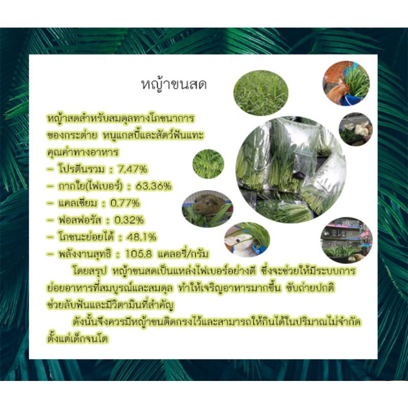 หญ้าขนปลอดสารเคมี-หญ้าขนสดคัดยอดอ่อนมาก