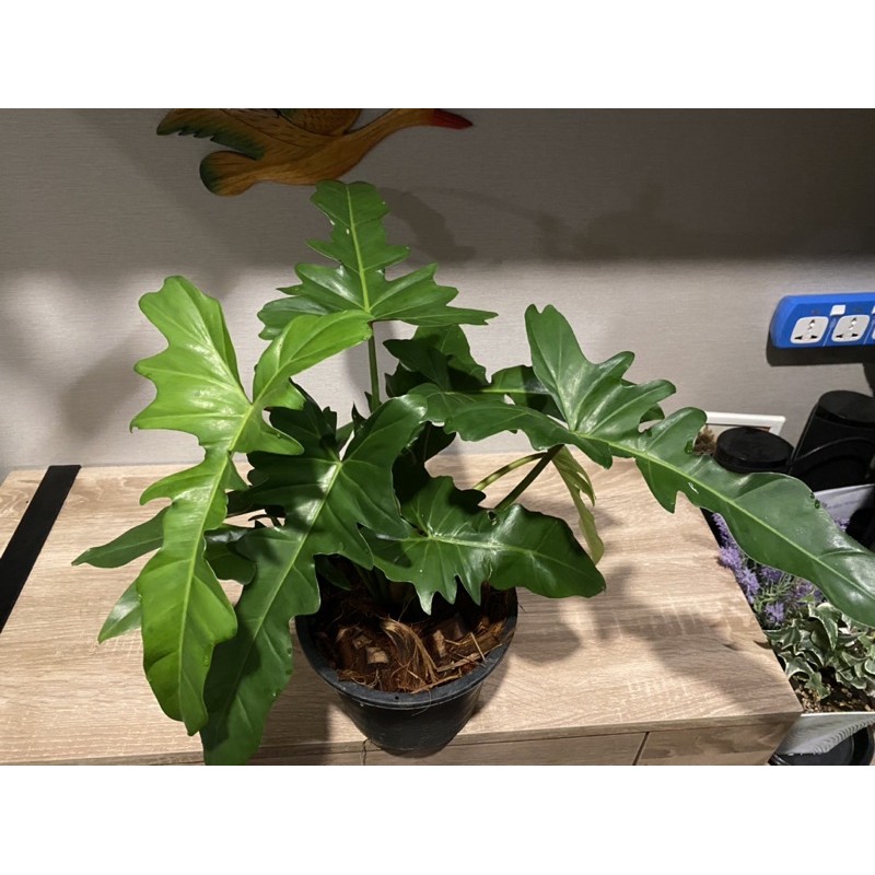 philodendron-golden-dragon