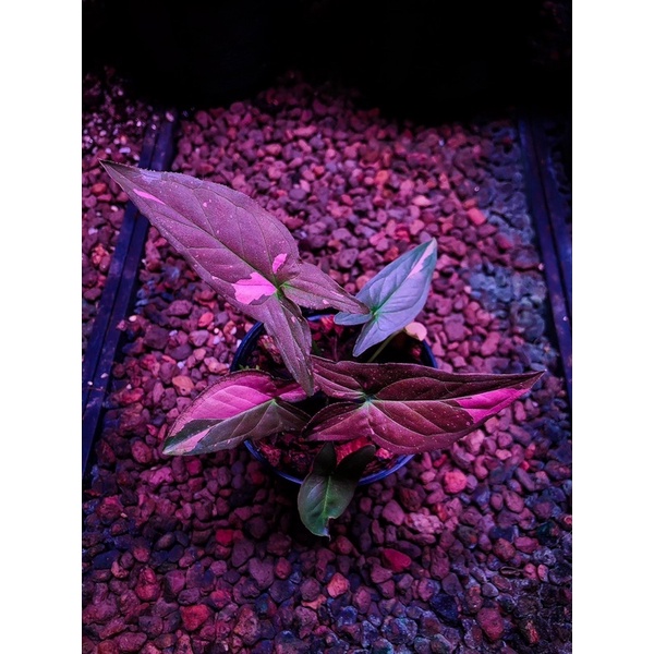 syngonium-pink-splash-chocolate