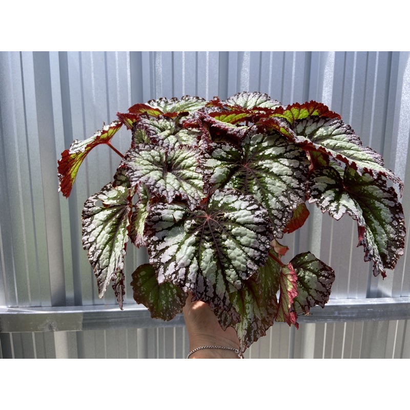 ต้นบีโกเนีย ไฟเวิร์ค Begonia Firework ไม้นำเข้า | Shopee Thailand