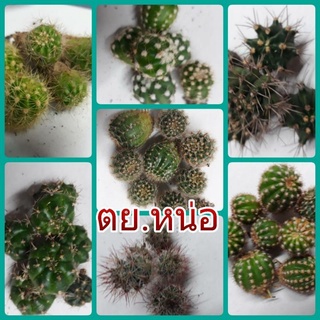 แคสตัส หน่อเด็ดสดคละสายพันธ์ุ (1.5-2.5 cm) จัดชุดละ 10 หน่อ ครับ🌵