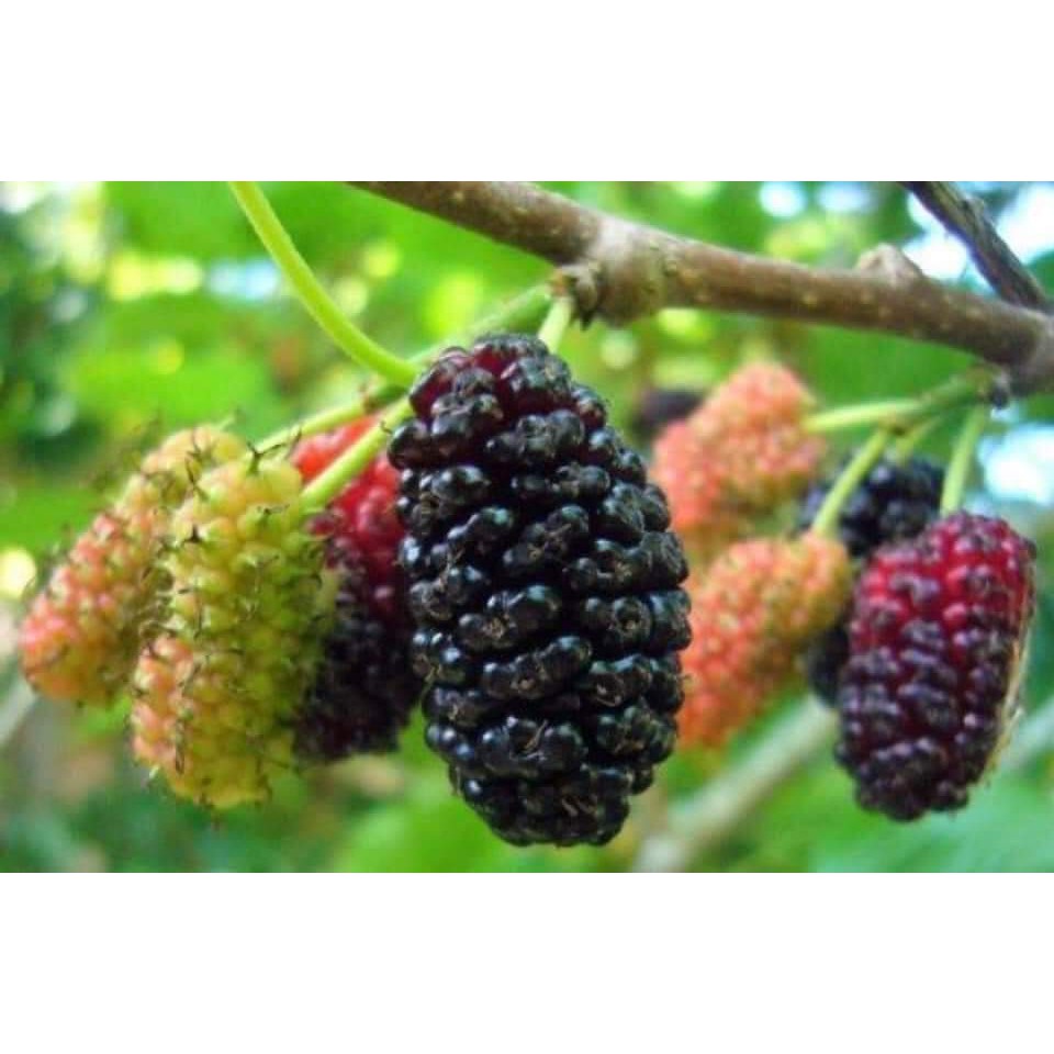 2ต้น-ขาย-ต้นพันธุ์-ต้น-หม่อนเชียงใหม่-หม่อน-เบอร์รี่-berry-petlada-mulberry-มัลเบอร์รี่